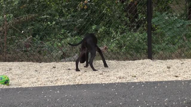 Black Puppy Outside in Playpen