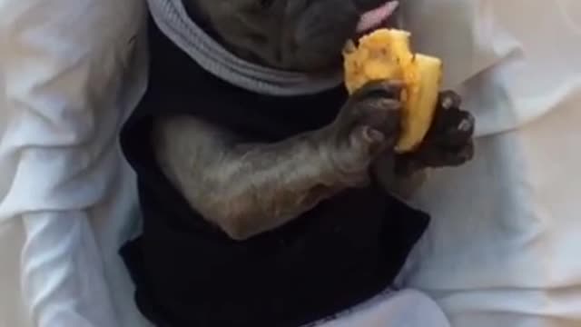 English bulldog