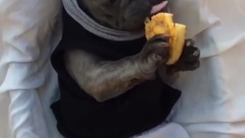 English bulldog