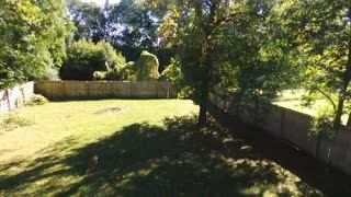 Shiba Inu meets Drone Footage in Neighborhood