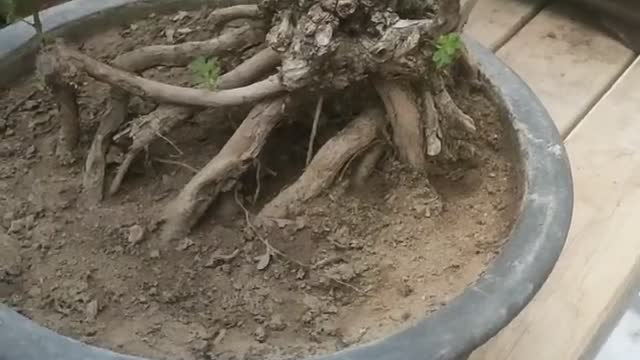 Dead tree root carving in pot