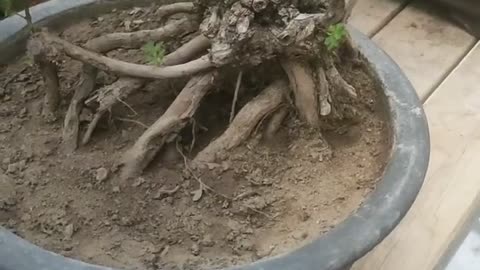 Dead tree root carving in pot