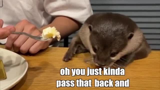 Funny otter video