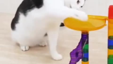 cute cat playing