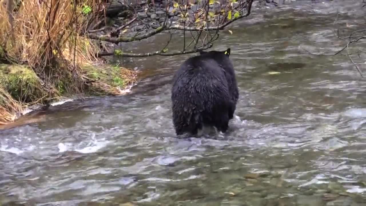 Black bear looking for food