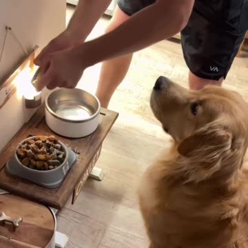 Dog loves his Parmesan cheese
