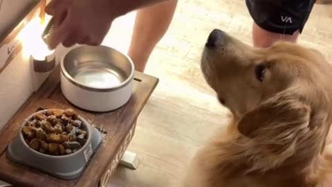 Dog loves his Parmesan cheese