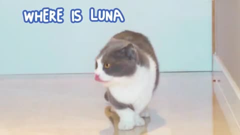 Funny cats video.