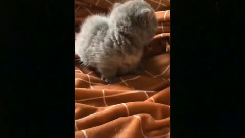 Animal Antics: Hilarious Moments Caught on Camera!