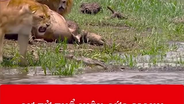 WILD ANIMALS HUNTING PREY COMPILATION RELAX FOR LIFE #13