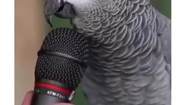 Talking parrot Asks squirrel to speak with him