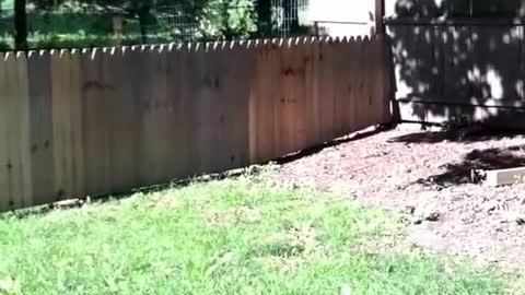 New fence for Stella and (Late Video Link Description)