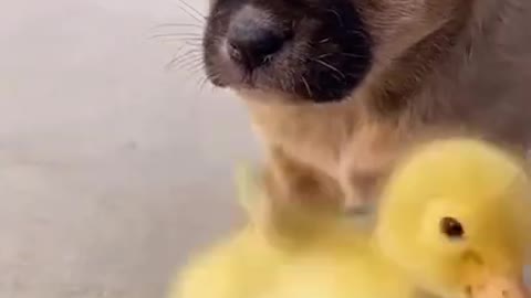 Cute dog and duck