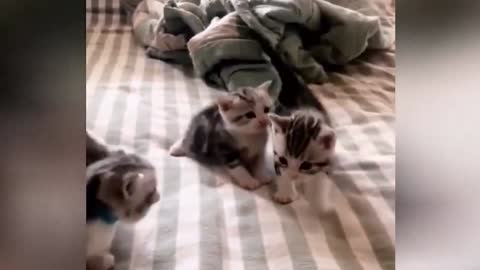 Newly born kittens, very small and cute
