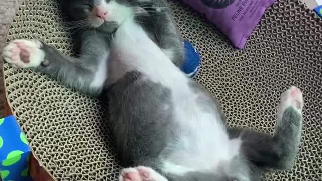 this-kitten-is-more-relaxed-than-you-||