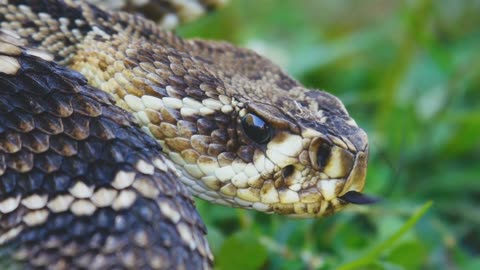 "The Magic of Snake Glances: A Study in Foreshadowing and Power"