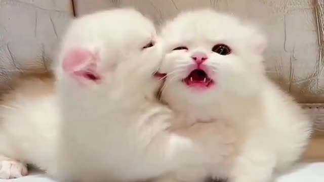 Cat cute funny video with masti time