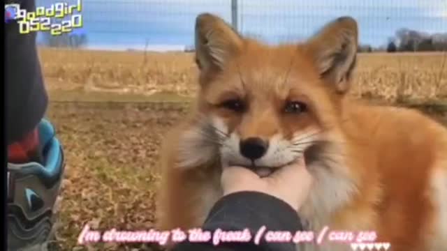Pets like it, don't miss it