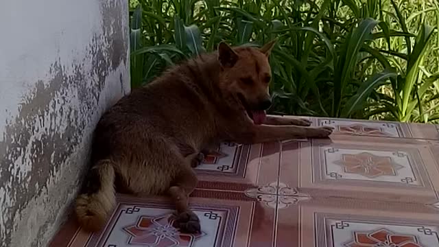 Lovely dog My Me