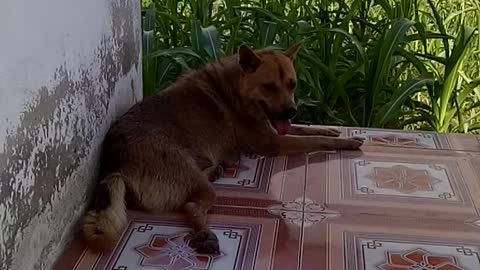Lovely dog My Me