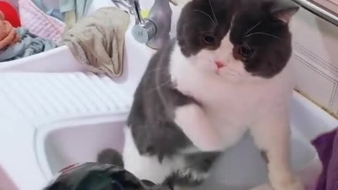 cat angry and cute :) love