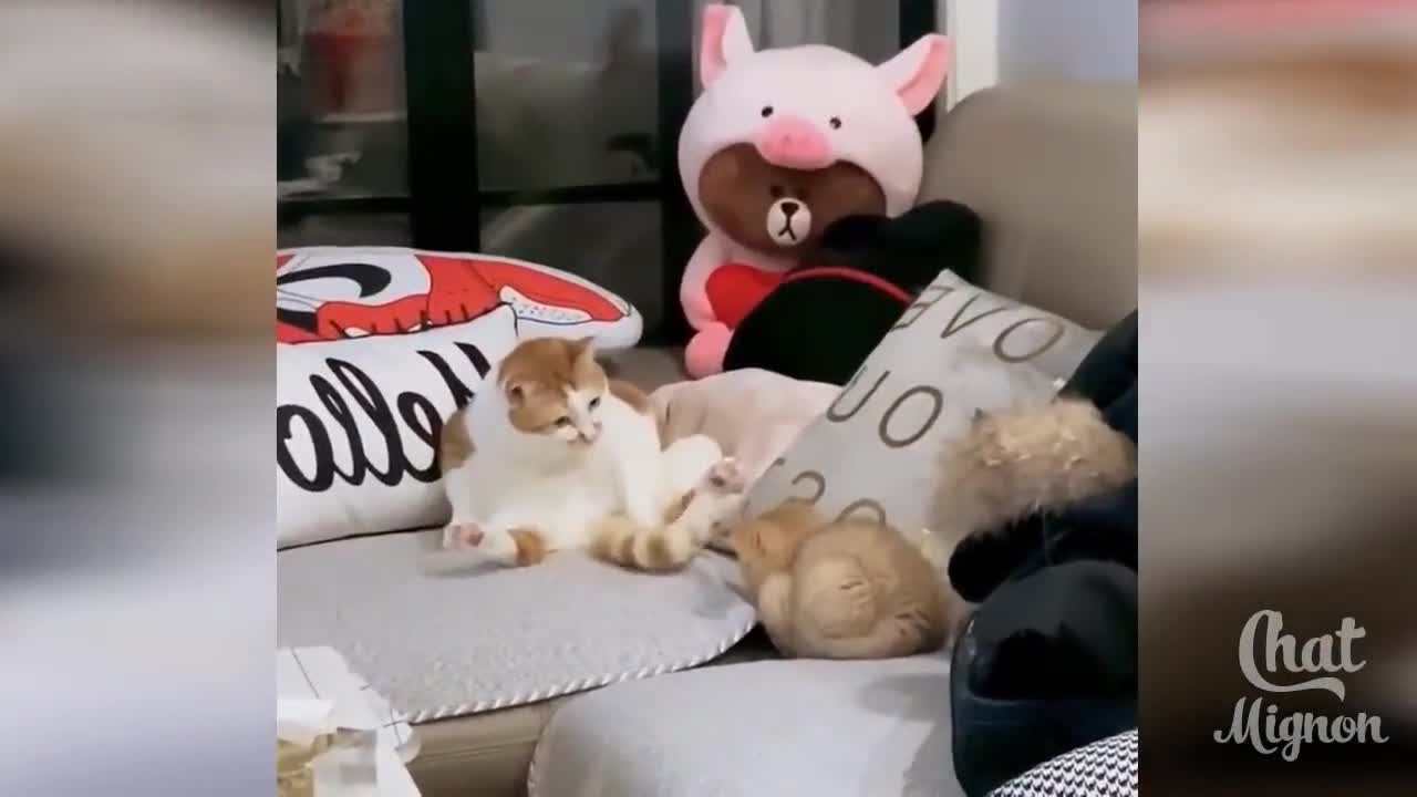 Cute Cat ✪ Funny Cat ✪ Laughing Cat Video # 11