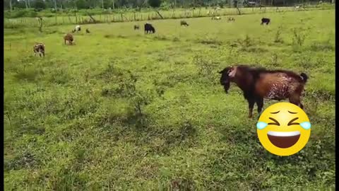Man vs. Goat war is hilarious