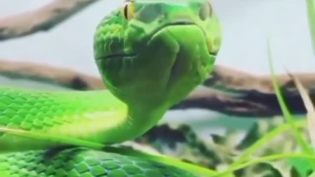 White Lipped Pit Viper Flexin 💪 Those Nasty Fangs