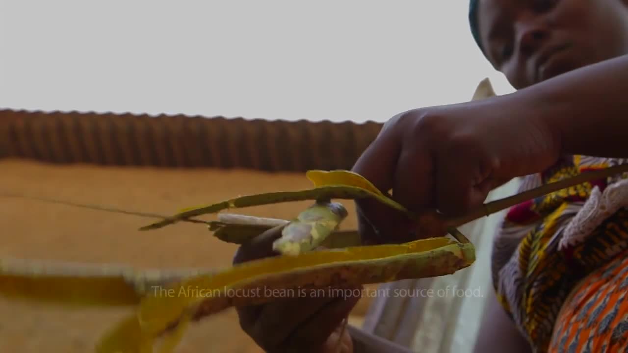 This isn’t just any tree, it’s an African locust bean.