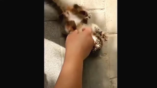 Sweet Cat funny video