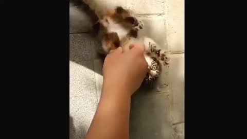 Sweet Cat funny video