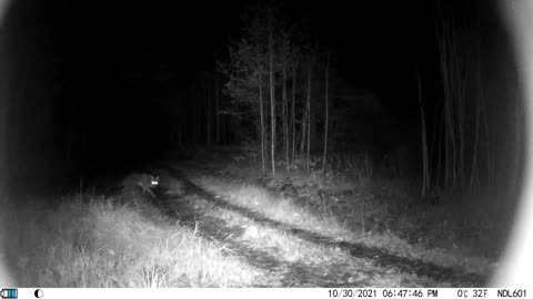 2 Coyotes caught on night cam