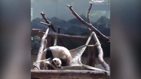 Cute panda .owww video. Funny video.