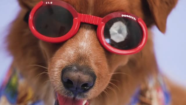 A Dog with Red Sunglasses