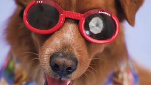 A Dog with Red Sunglasses