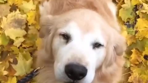 Happy dog ✓Tiktok