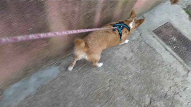 2023-01-12 (4) - Mayaposte - Twitch Decheterie