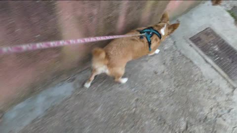 2023-01-12 (4) - Mayaposte - Twitch Decheterie