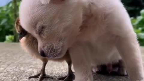 Puppy sleeping with little chicken