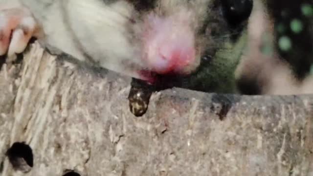 Cute sugar glider
