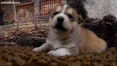 Heart melting cute puppies compilations