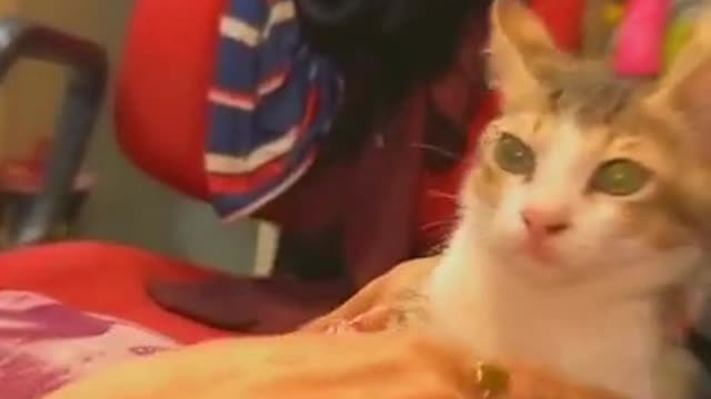 cat#youtubeshorts