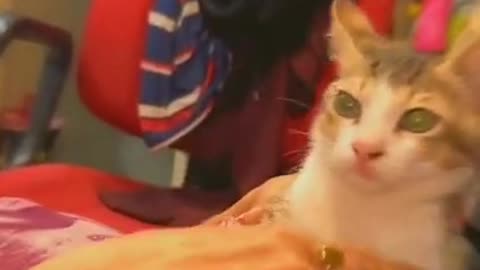 cat#youtubeshorts