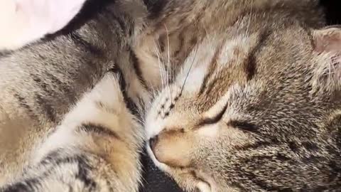 Take a look at my cats while sleeping so cute