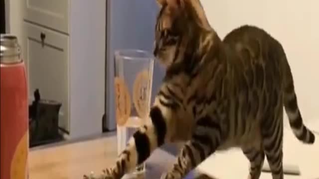 The funniest and most humorous cat videos ever! - Funny cat compilation