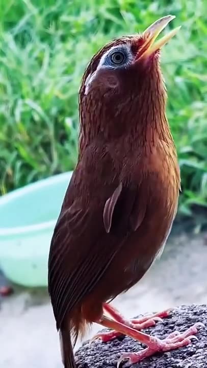 one day more beautiful songs... Which bird is that?