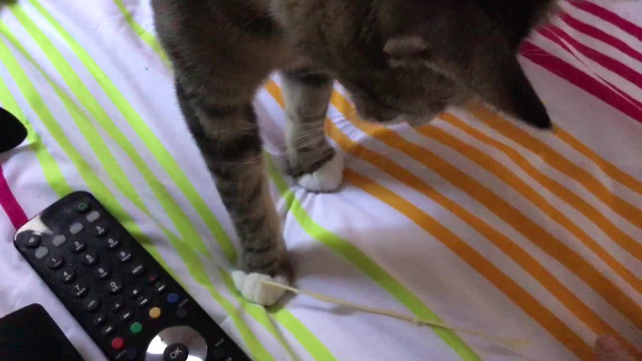 Funny cat really loves to play fetch