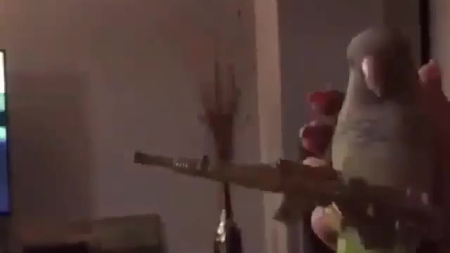 Parrot 2nd amendment Patriot
