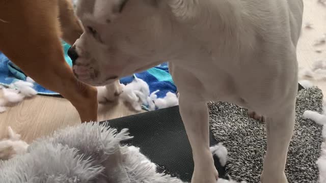 Dogs Happily Play with Fluff from Shredded Doggy Bed