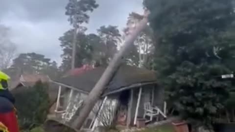 Tree Splits house in Half